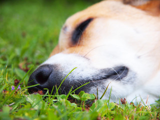 dog in the meadow, close-up, short depth of field