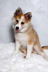 Norwegian lundhund dog