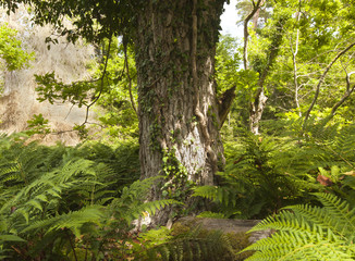 Thick sunlit forest with fern
