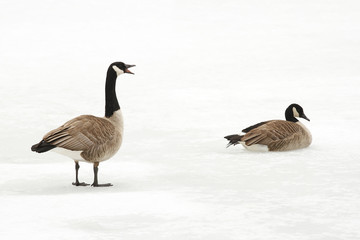 Canada Geese Calling to its Mate on a Frozen River