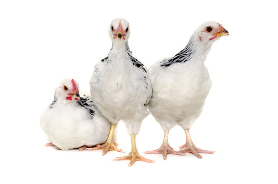 Chickens on white background