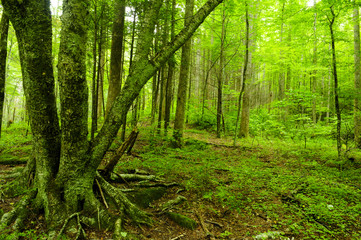 Great Smoky Mountain National Park