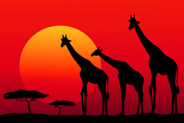 African safari at sunset -vector