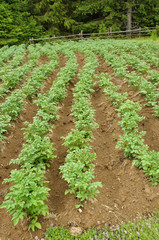 Fototapeta na wymiar Rows of growing potato in ukrainian Carpatian