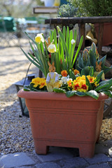 Fototapeta na wymiar Gartengestaltung: Blühende Frühlingsblumen zu Ostern mit Osterhasen im Blumenkübel