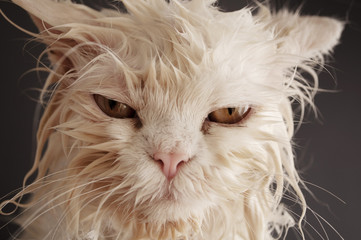 Wet cat © fotosmile777