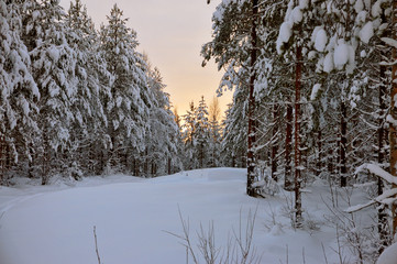 Winter forest