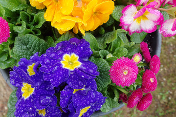 Himmelschlüssel © Karin Jähne