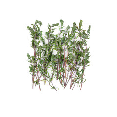 Dried thyme sprigs