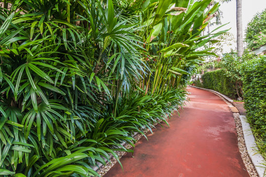 Red path with green tree
