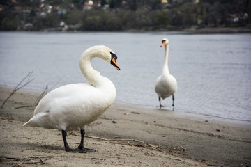 Swan couple talking