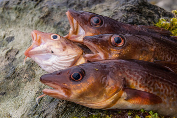 Freshly caught cods on a rock (close up un heads)