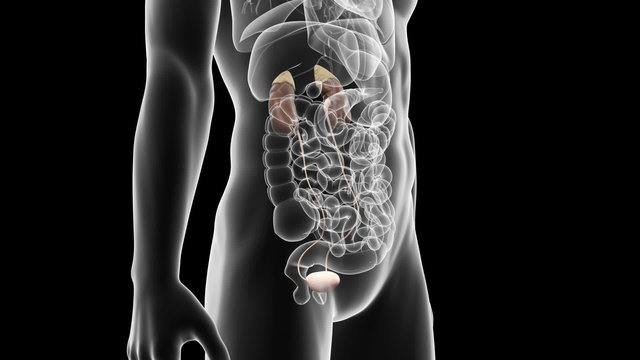 medical animation of the human kidneys
