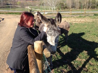 Acariciando a un burro