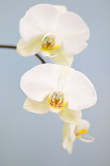 Naklejka na ściany i meble White orchid in full bloom