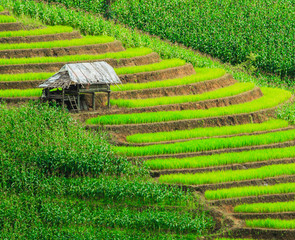 Green paddy in Chiang Mai province of Thailand