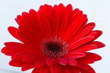 Papier Peint photo autocollant Gerbera red gerbera daisy flower
