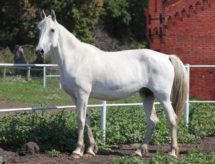 Obraz na płótnie Canvas Biały koń Orlov Trotter klacz