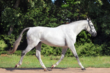 Obraz premium Hanoverian horse trotting