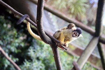 Black-capped Squirrel Monkey with Baby