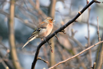 Bird - Titmouse