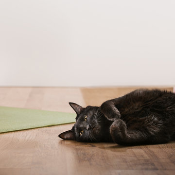 Black Cat Lying On Floor