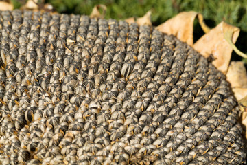 closeup of sunflower seeds