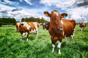 Fototapeta na wymiar Stado krów na zielonym polu
