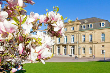 Magnolienblüte in Stuttgart - Stuttgarter Schloss im Hintergrund