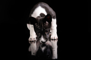 Basenji dog puppy isolated over black background