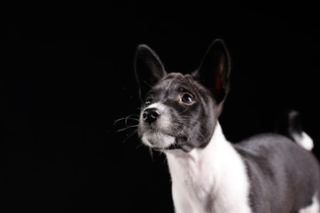 Basenji dog puppy isolated over black background