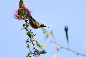 A Hunters sunbird near a red flower