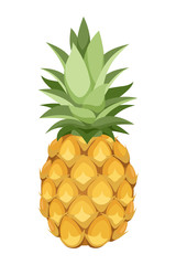 Pineapple. Vector illustration.