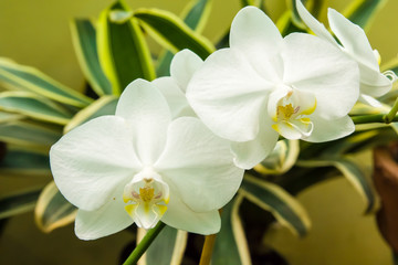 Obraz premium White Phalaenopsis orchid