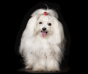 White Maltese dog is sitting on black background
