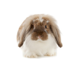 Rabbit Angora isolated on white background