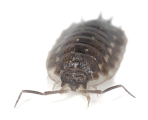 Woodlouse isolated on white background