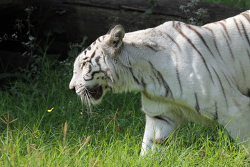 White bengal tiger