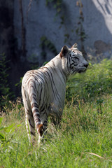 White bengal tiger