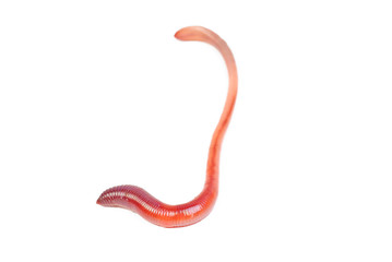 animal earth worm isolated on white background