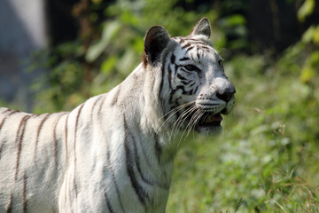 White bengal tiger