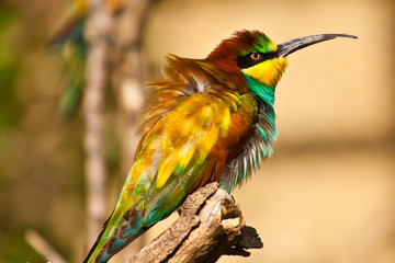 Bienenfresser (Merops apiaster)