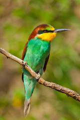 Bienenfresser (Merops apiaster)