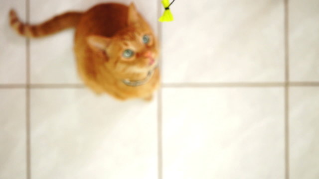 Handicapped Cat Playing with String Toy