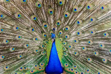 Obraz premium Peacock showing feathers