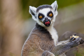 Obraz premium Kattas (Lemur catta)