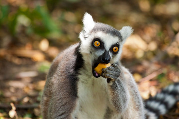 Kattas (Lemur catta)