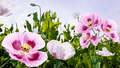 poppies and sky