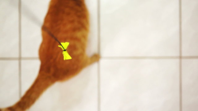 Disabled Feline Jumping for String Toy