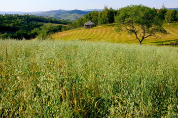 Rural Landscape, Serbia